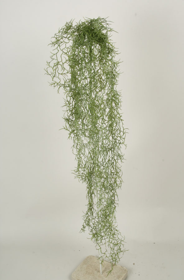Tillandsia 