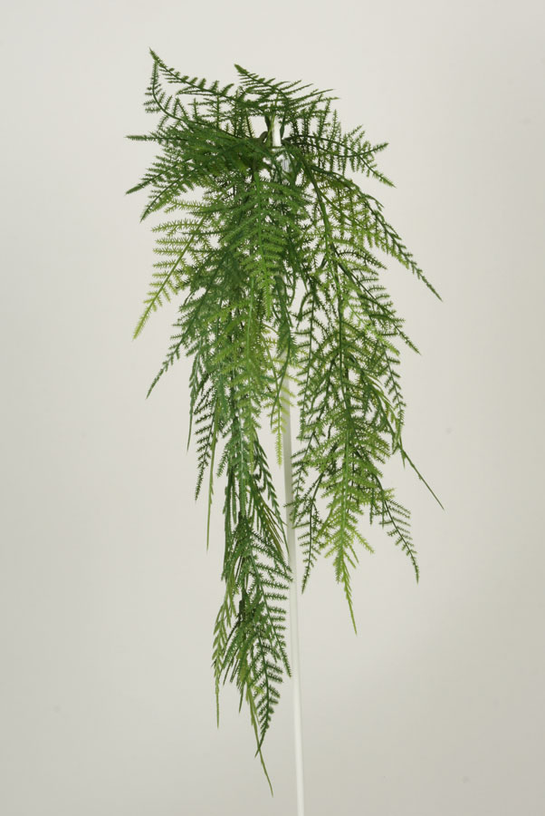 fern hanging bush 