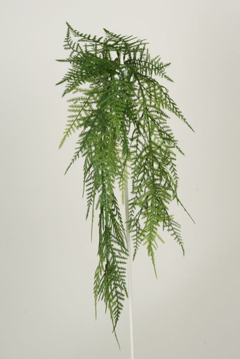 [2361] fern hanging bush 