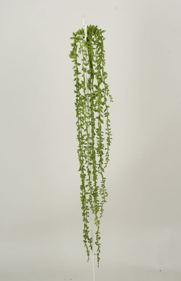 sedum 