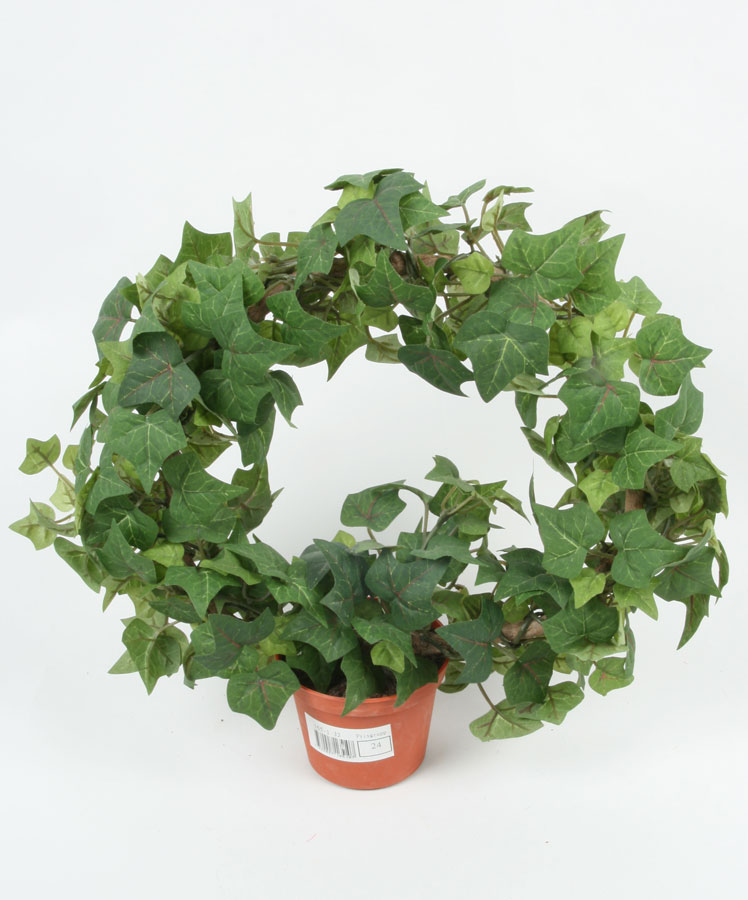 Ivy