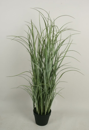 grass 