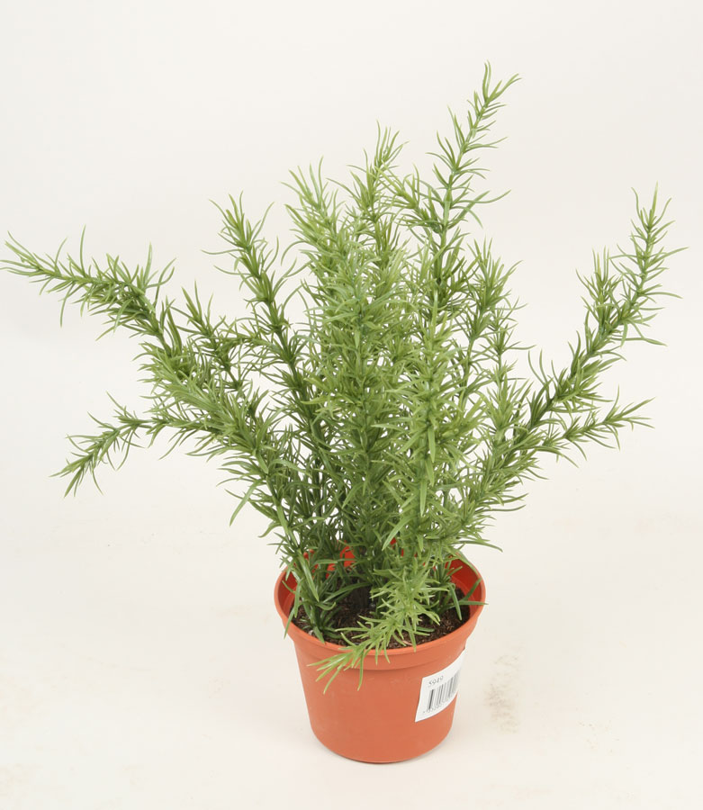 rosemary 