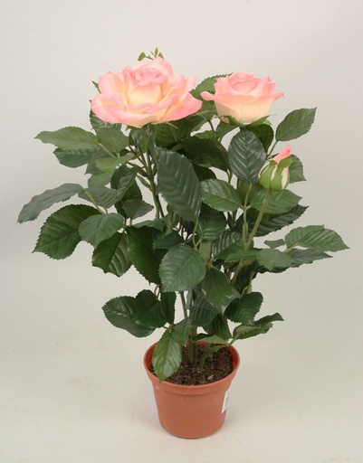 [5951] royal rose pink 