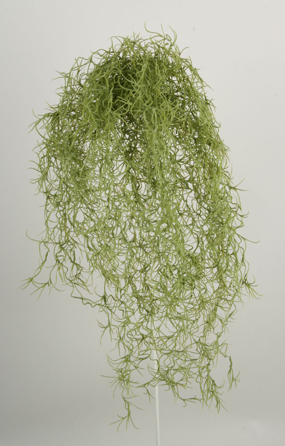 long hair bush 