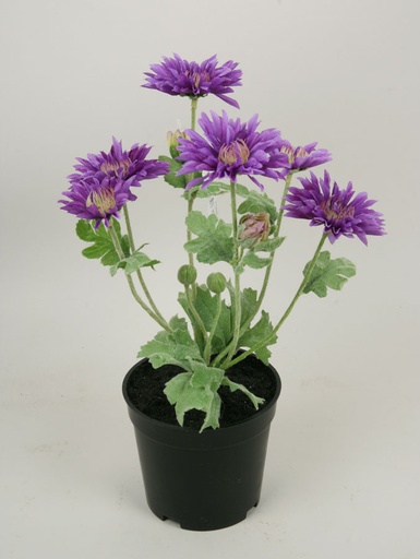 [7263] gerbera in pot 