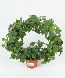 [165-1-38] Ivy (Alternative 3)