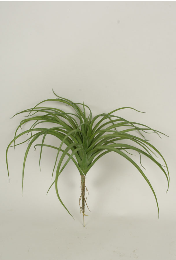 tillandsia 