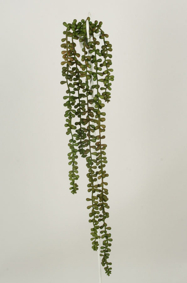 sedum 