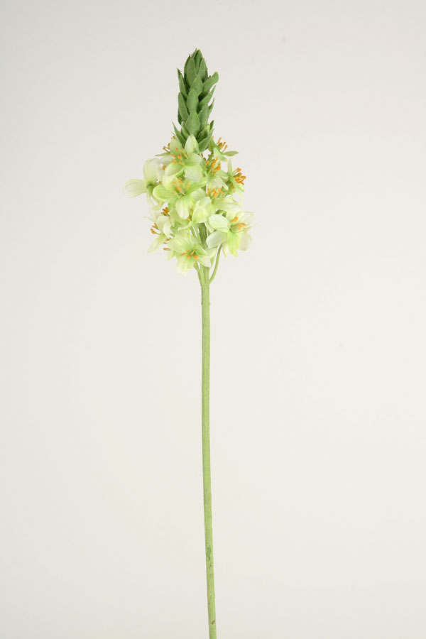 ornithogalum 
