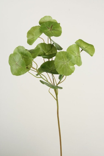 [7260] kapuzinerkresse 