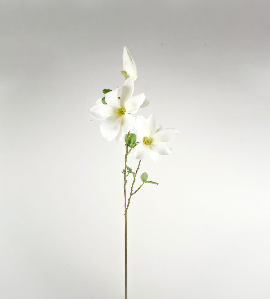 magnolia wilsonii 