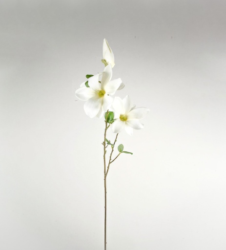 magnolia wilsonii 
