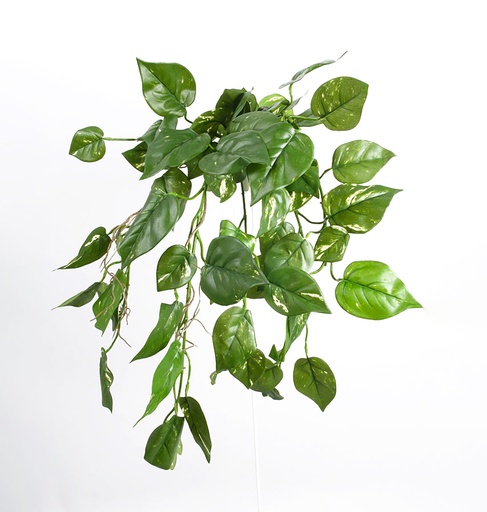 [5956] golden pothos hanging bush 