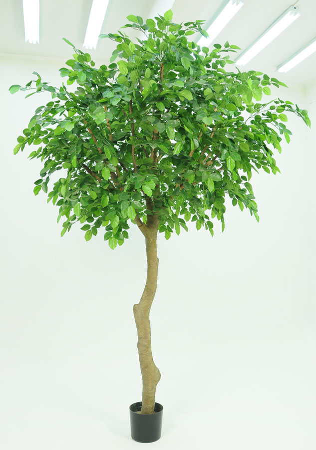 beech tree 