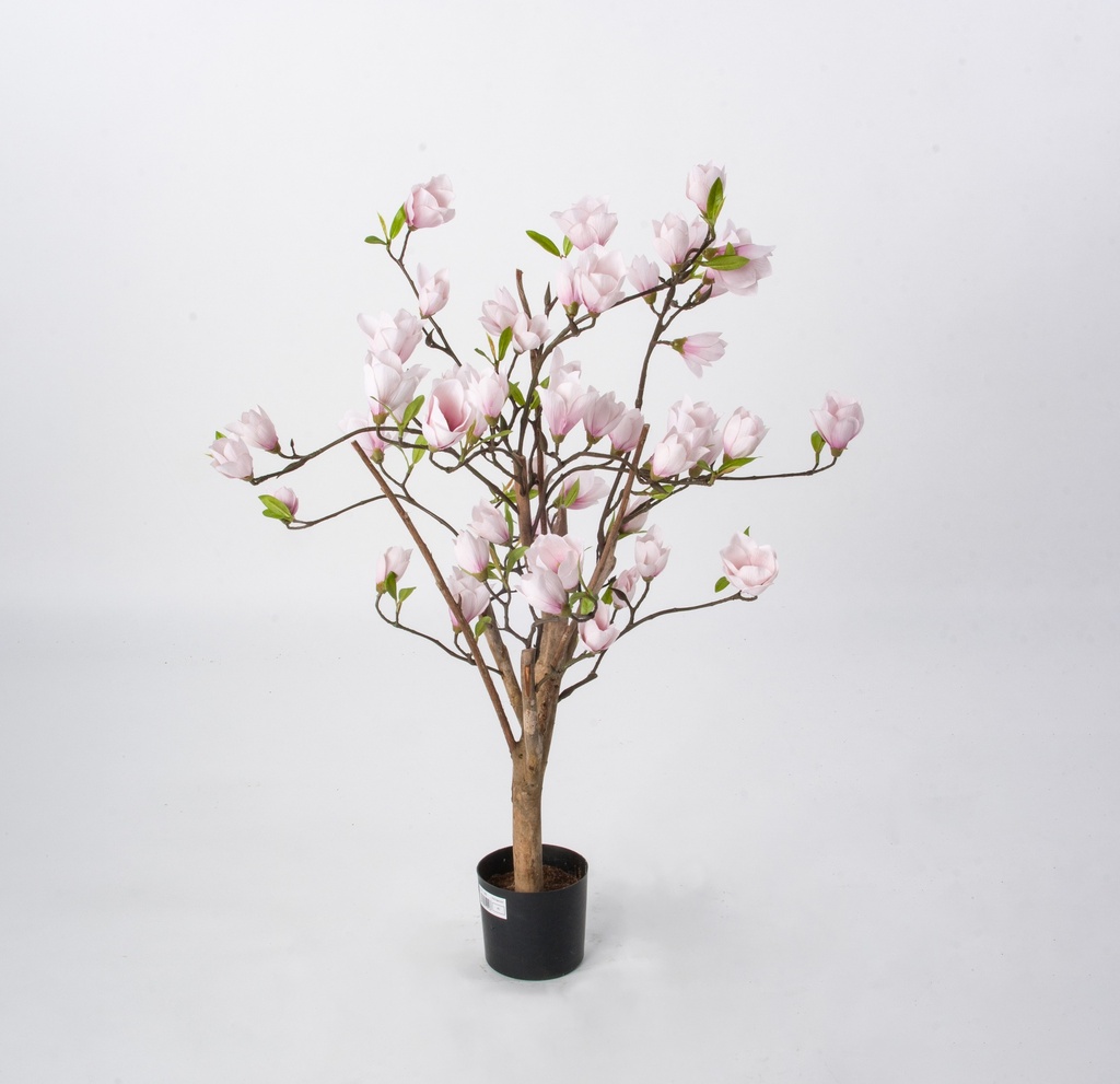 magnolia 