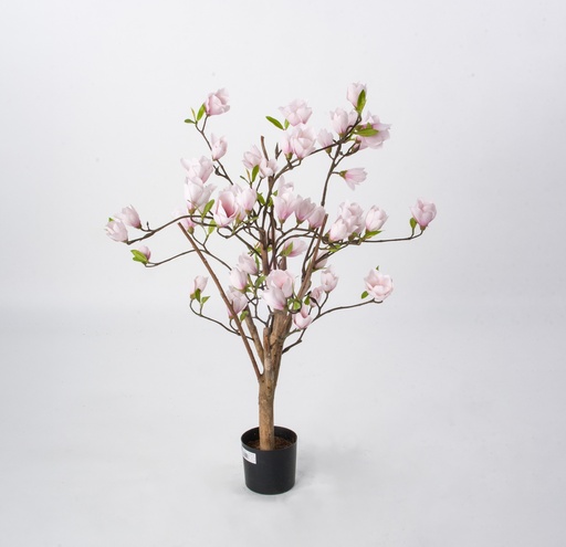 magnolia 