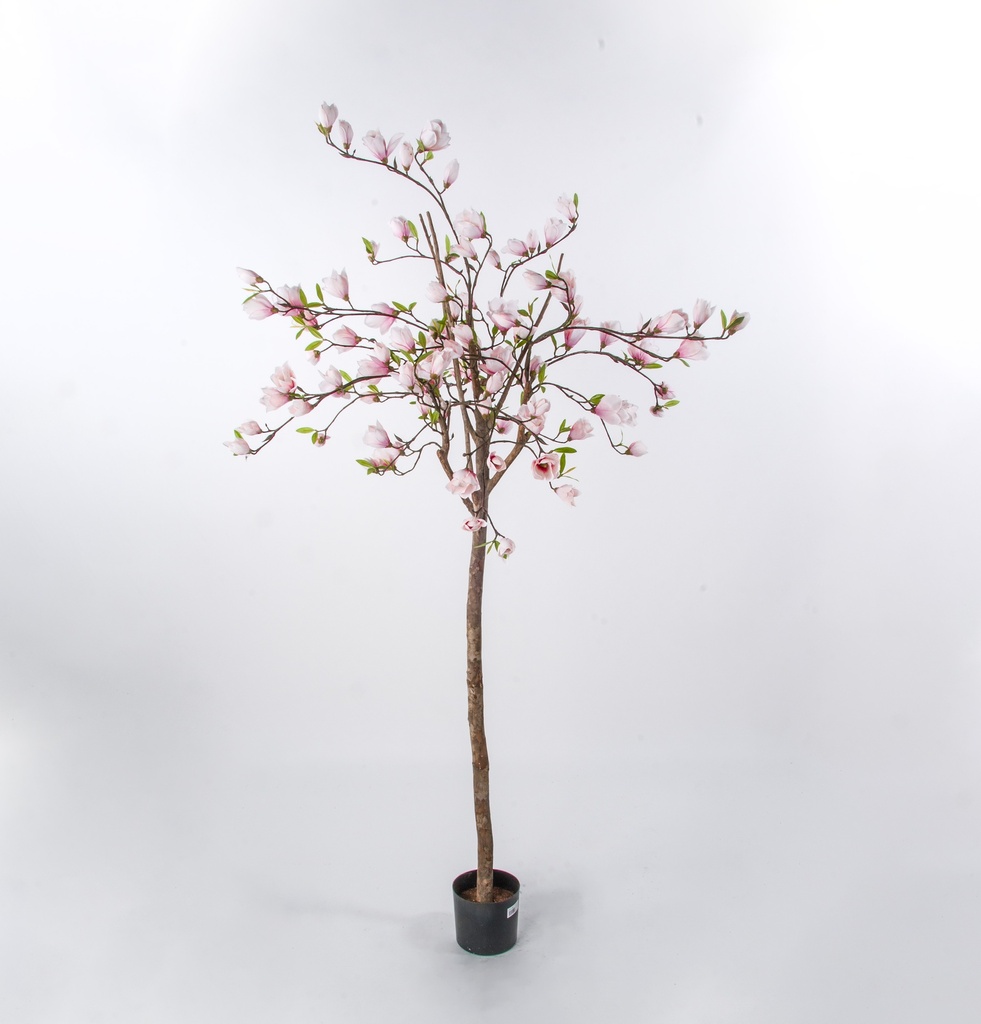 magnolia 