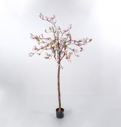 magnolia 