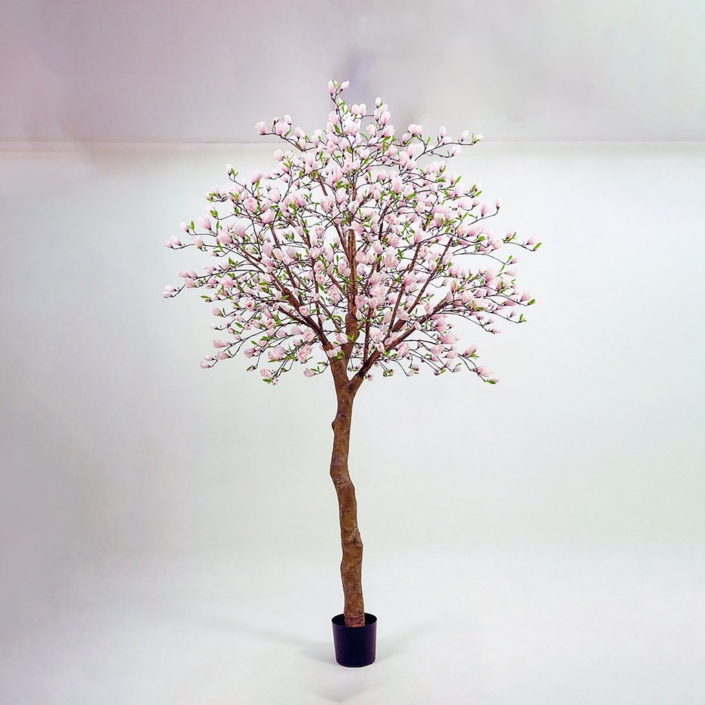 Magnolia tree 