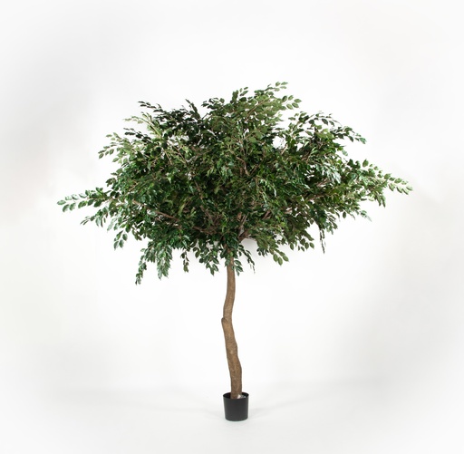 [1252-400] ficus umbrella 