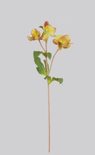 christmas rose