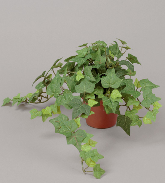 ivy
