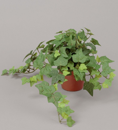 ivy