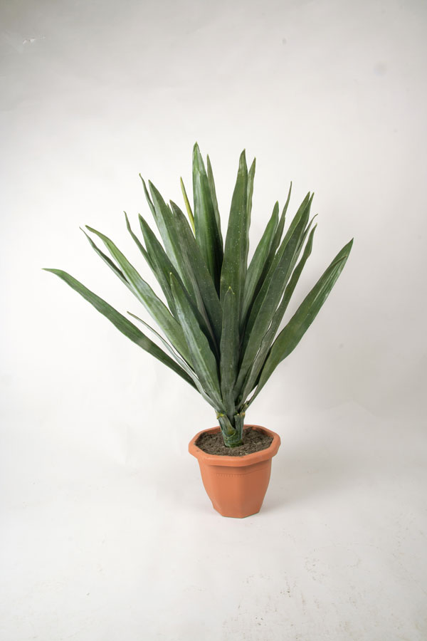 yucca 
