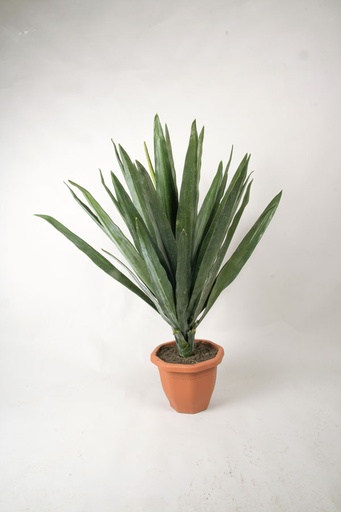 yucca 