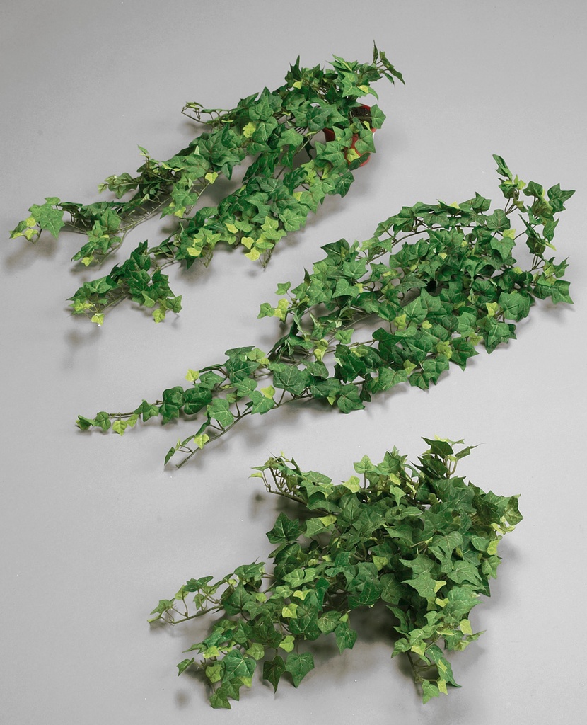 Ivy