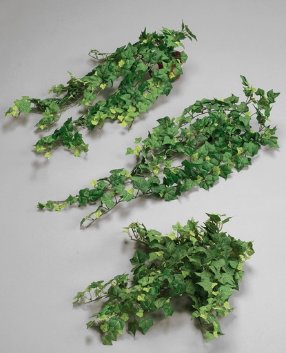 Ivy