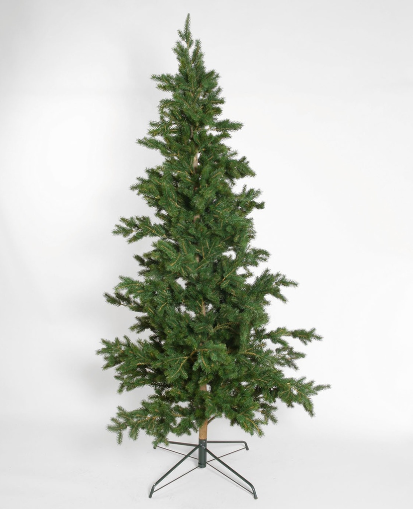 Picea