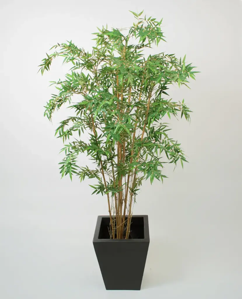 Bamboo orient 