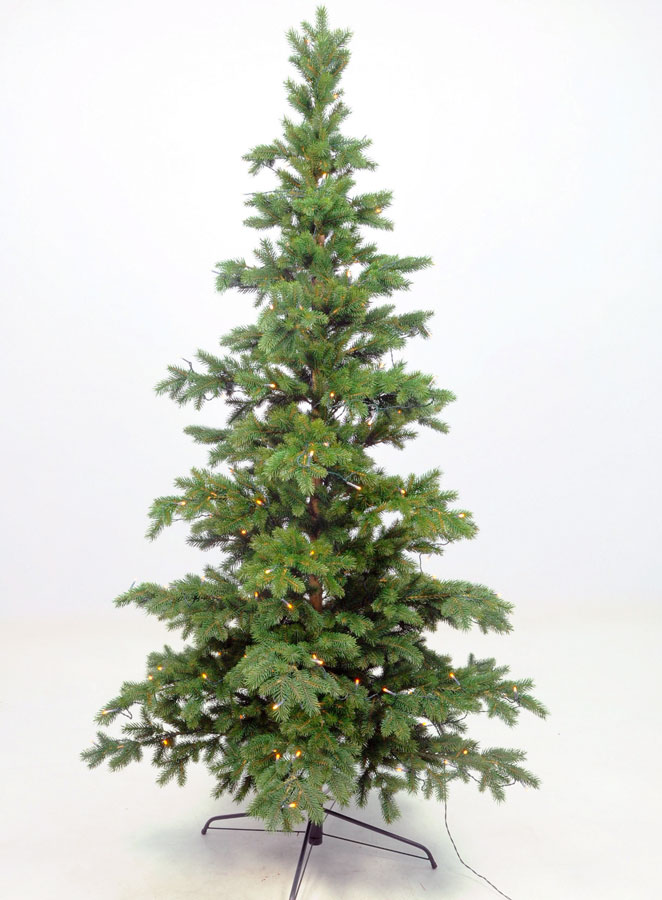 Picea