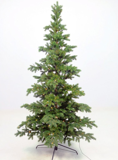 Picea