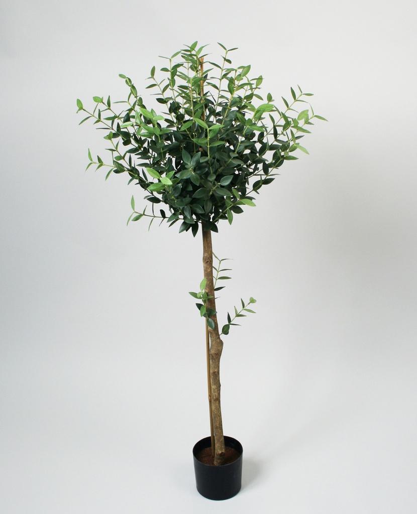 Mini Eucalyptus
