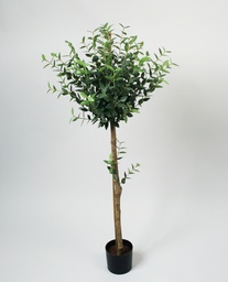 [1043-110] Mini Eucalyptus (Alternative 1)