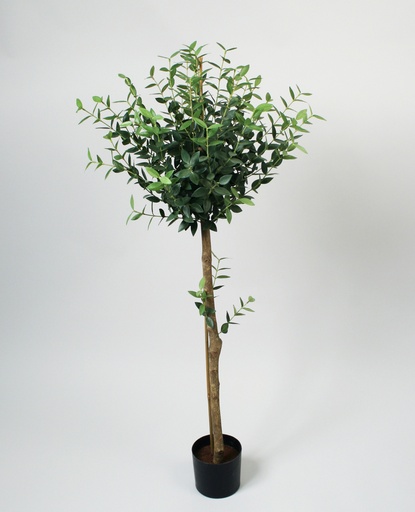 Mini Eucalyptus