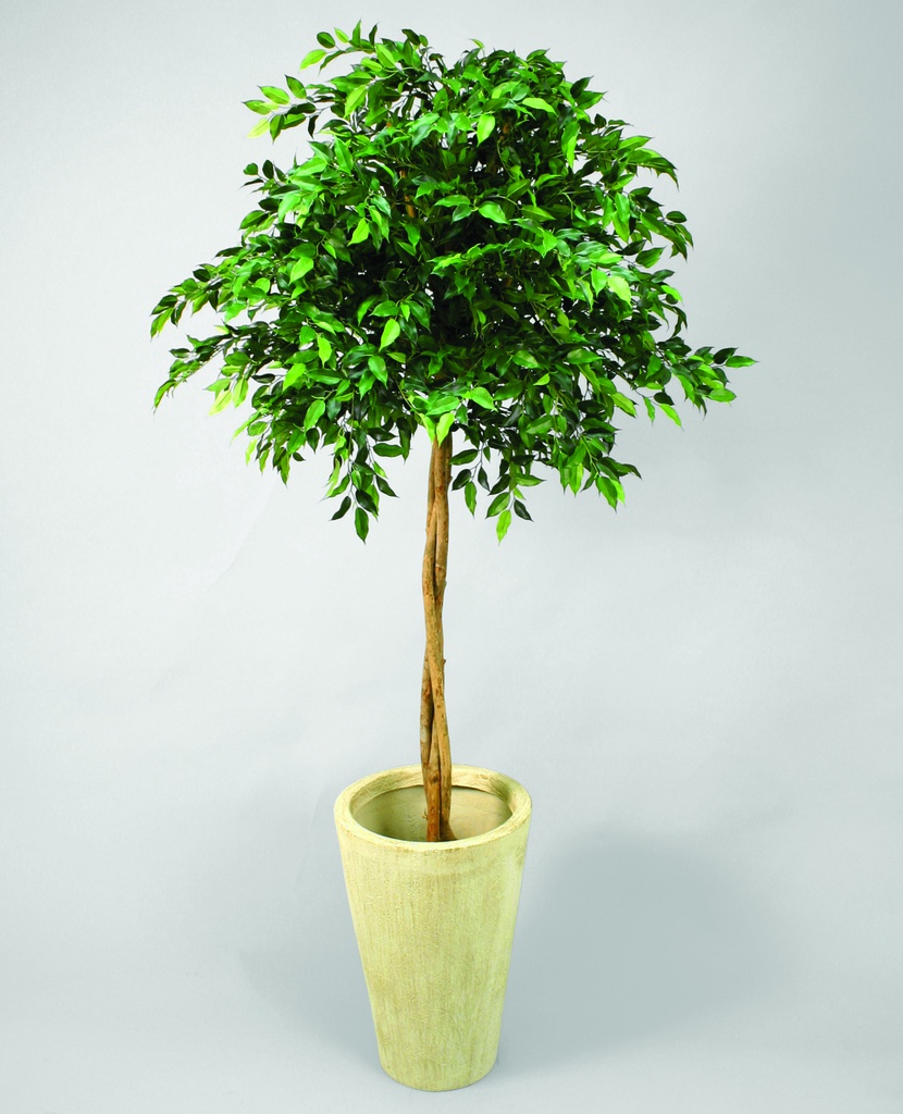 Ficus Mini Natasja