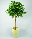[26-110] Ficus Mini Natasja (Alternative 1)