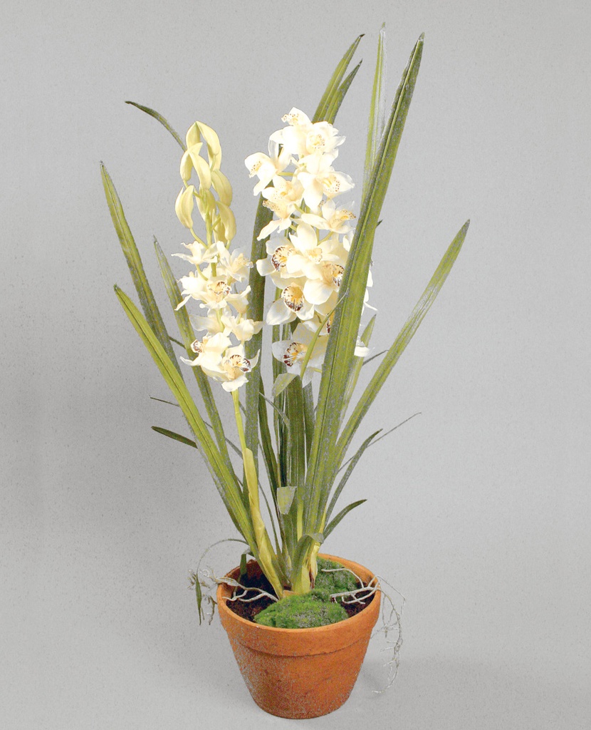 Orchid
