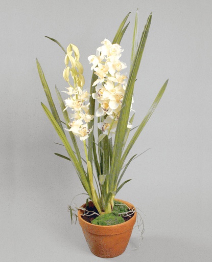 Orchid