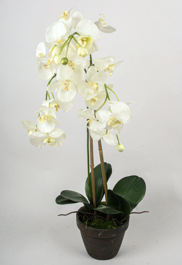 Orchid