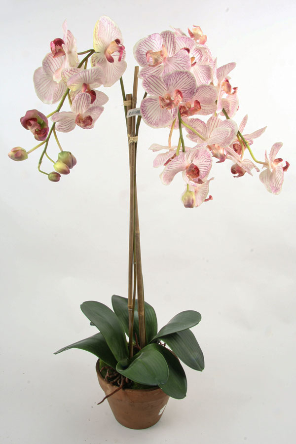 Orchid