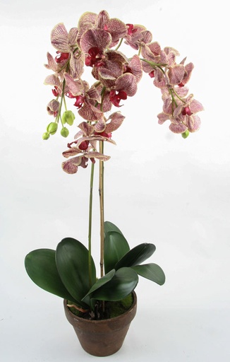 Orchid