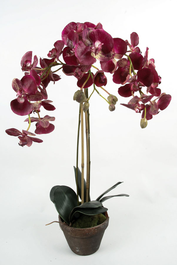 Orchid