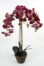 [842-3] Orchid (Alternative 4)