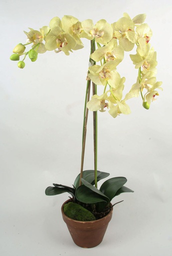 Orchid
