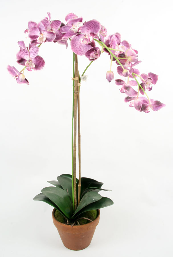 Orchid
